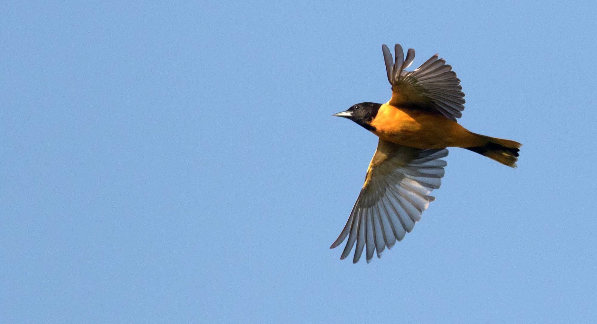 Photo of a bird