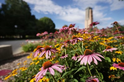Photo of flowers at Lurie Tower